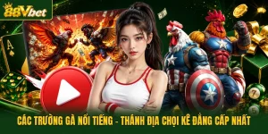 Các trường gà nổi tiếng